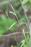 Darkgreen sedge